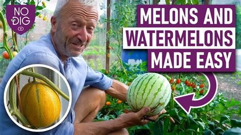 melons porn tube|Melons Porn Videos 